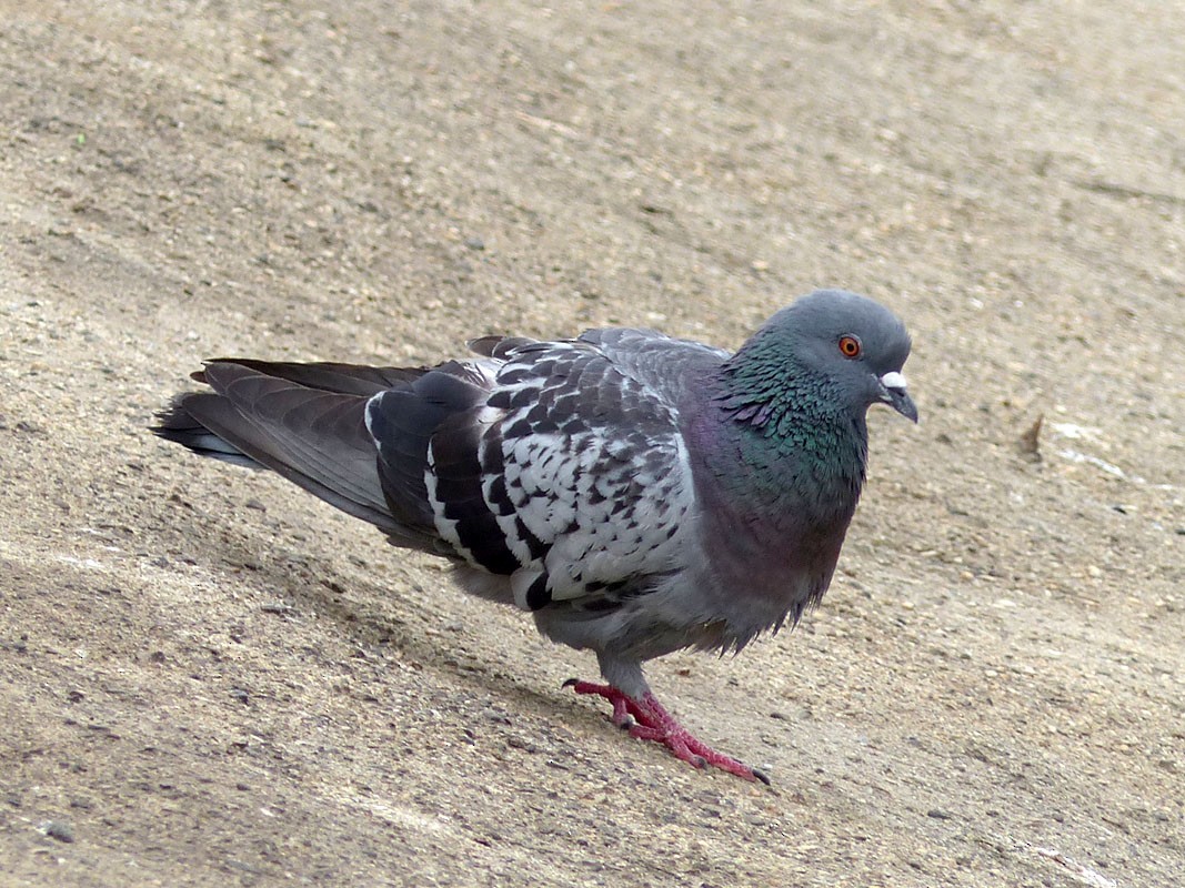 Rock Pigeon (Feral Pigeon) - Pete Wolf
