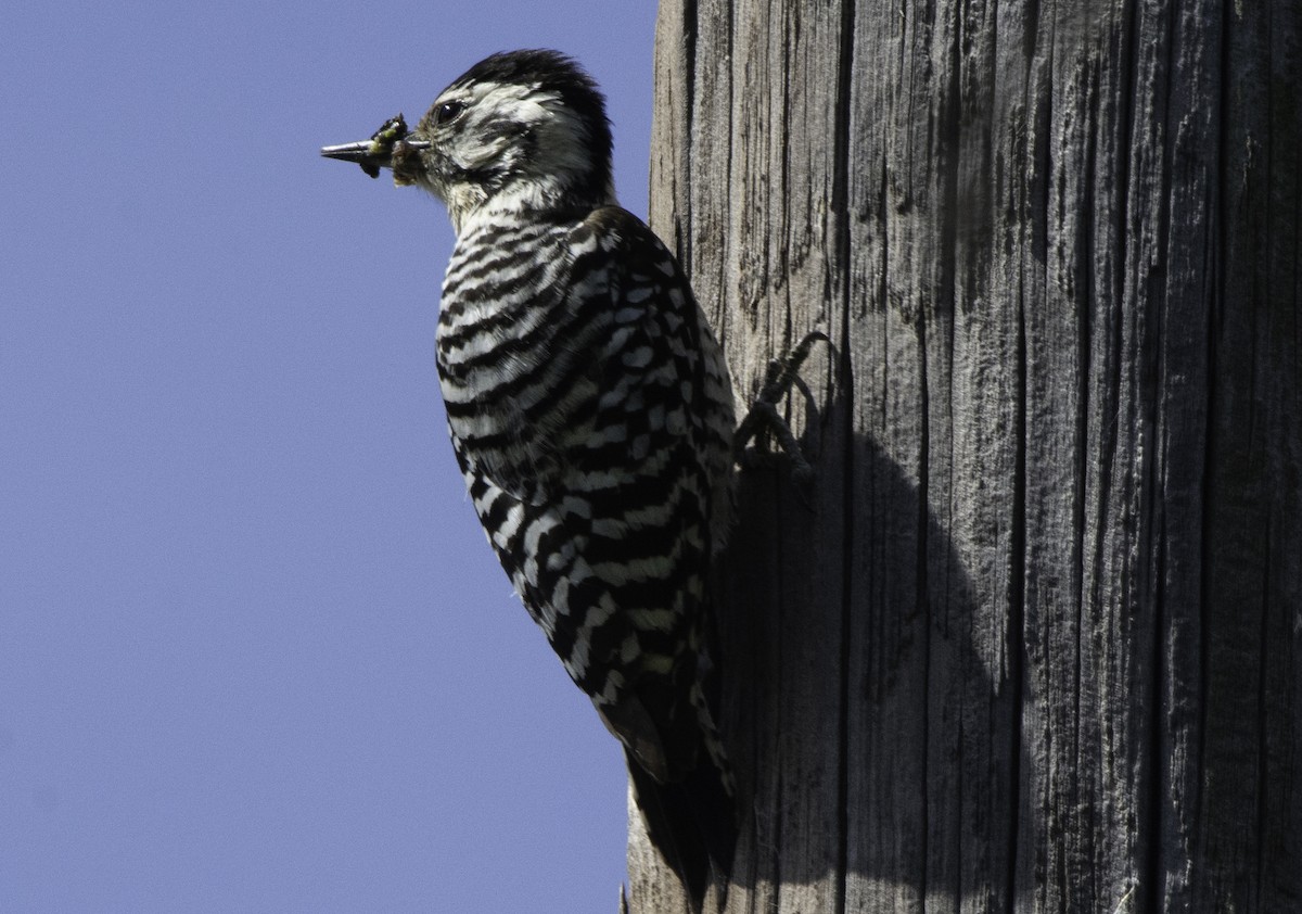 Ladder-backed Woodpecker - David Whipple