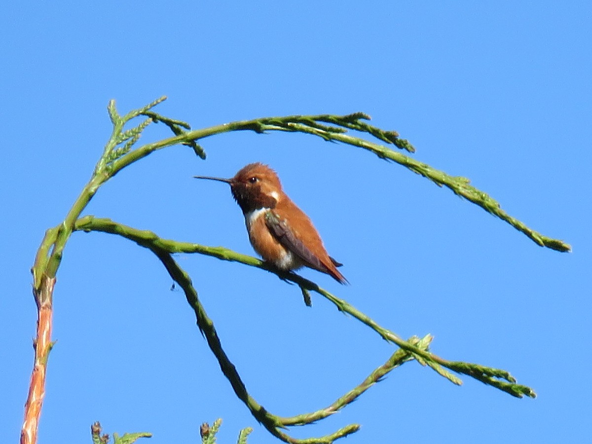 Rufous Hummingbird - ML96300971