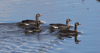 Greater White-fronted Goose, ML96301341