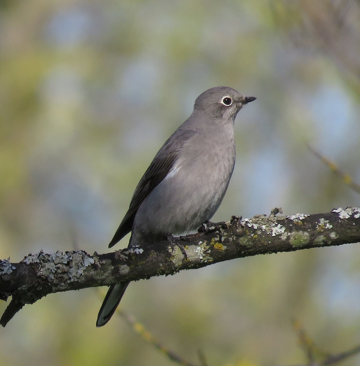 Townsend's Solitaire - Edward James Gronning