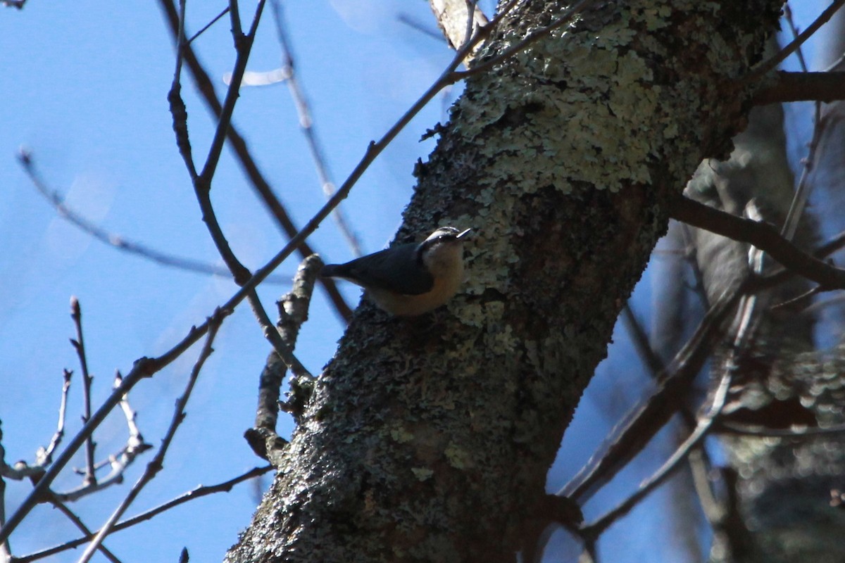 Red-breasted Nuthatch - Robert Beaumont