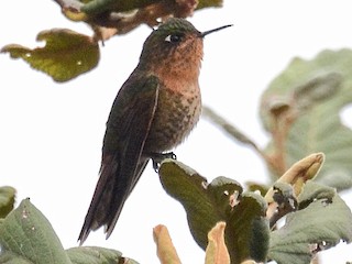  - Perija Metaltail