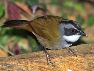  - Sierra Nevada Brushfinch