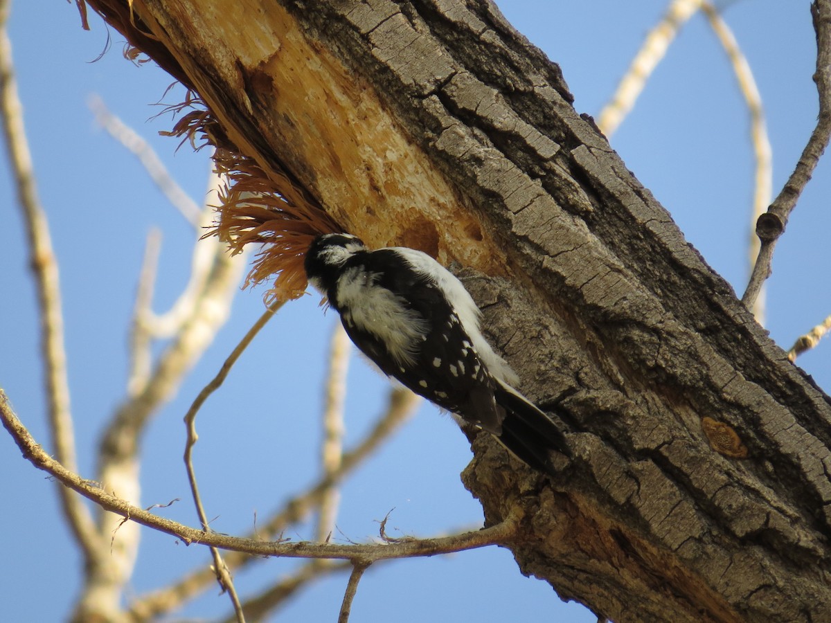 Hairy Woodpecker - ML96306621