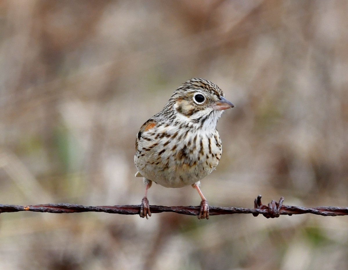 Vesper Sparrow - Linda Scribner