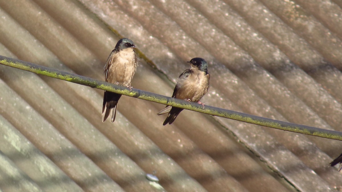 Brown-bellied Swallow - Jorge Muñoz García   CAQUETA BIRDING