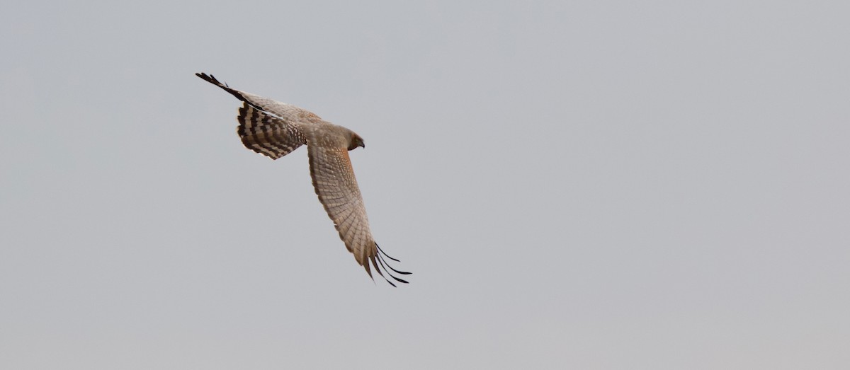 Spotted Harrier - ML96307581