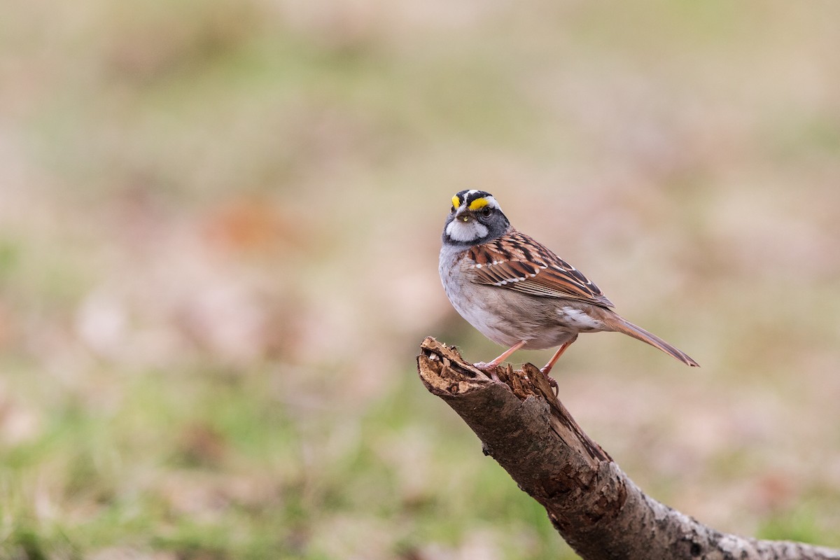 White-throated Sparrow - Brian Stahls