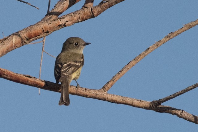 Dusky Flycatcher