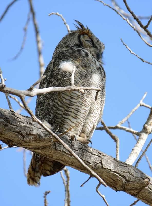 Great Horned Owl - Jay Wilbur