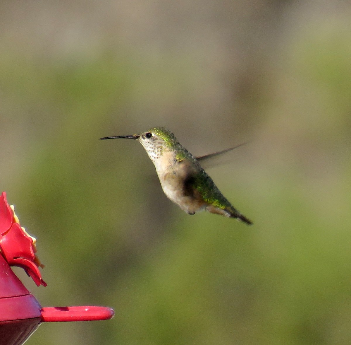 Calliope Hummingbird - ML96311001