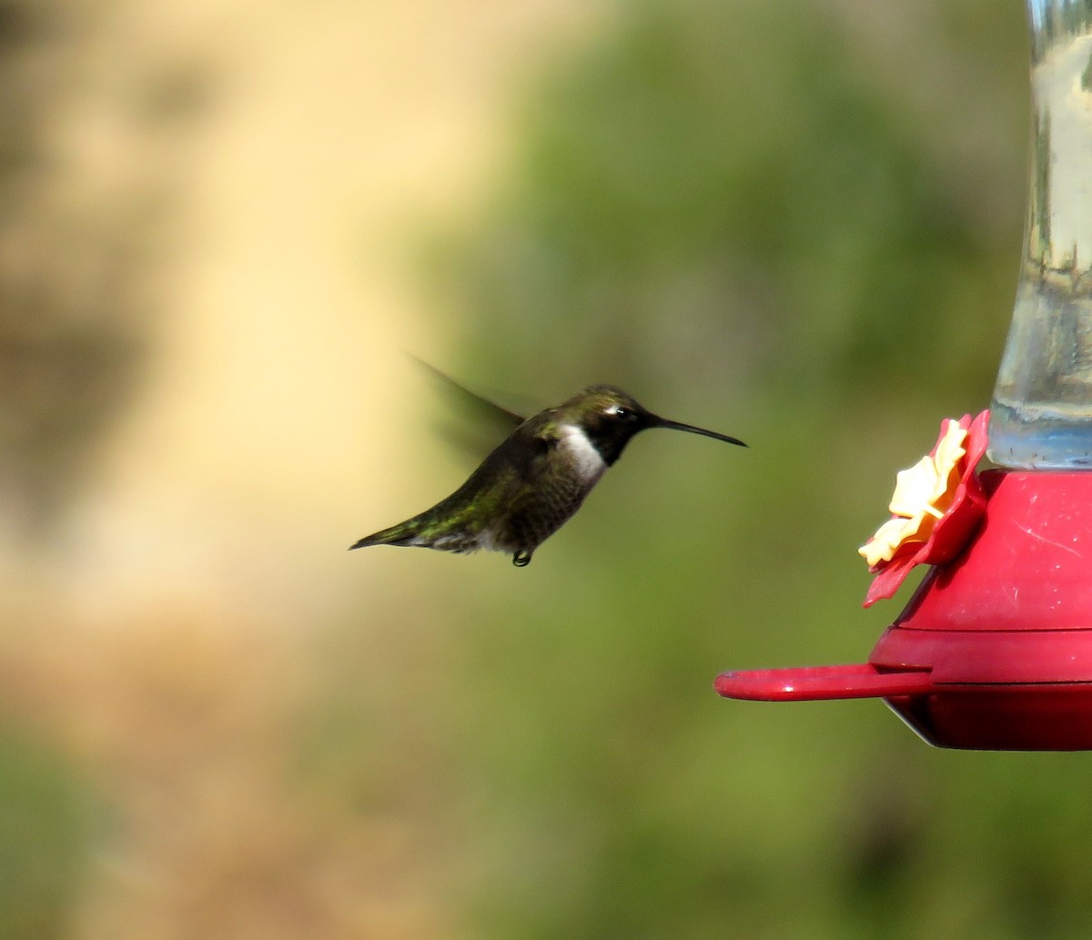 Black-chinned Hummingbird - ML96311591