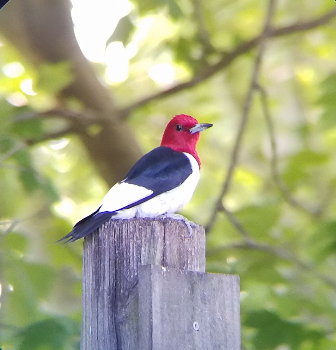 Red-headed Woodpecker - ML96312431