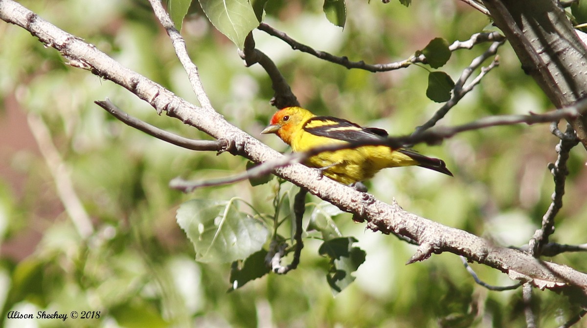 Western Tanager - Alison Sheehey