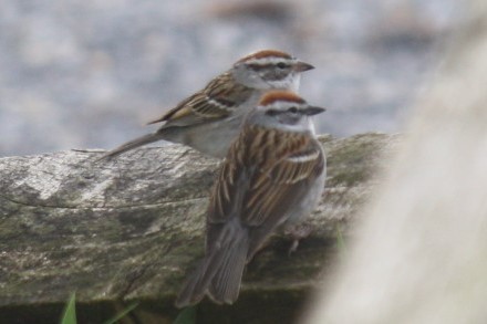 Chipping Sparrow - ML96315431