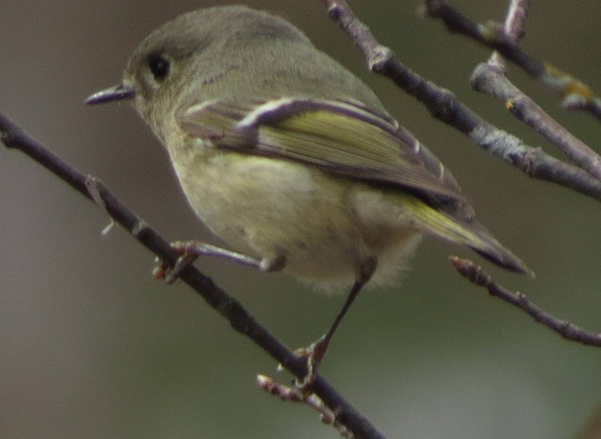 Ruby-crowned Kinglet - Amy Lawes