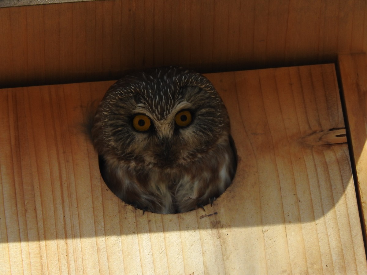 Northern Saw-whet Owl - Tom Wuenschell