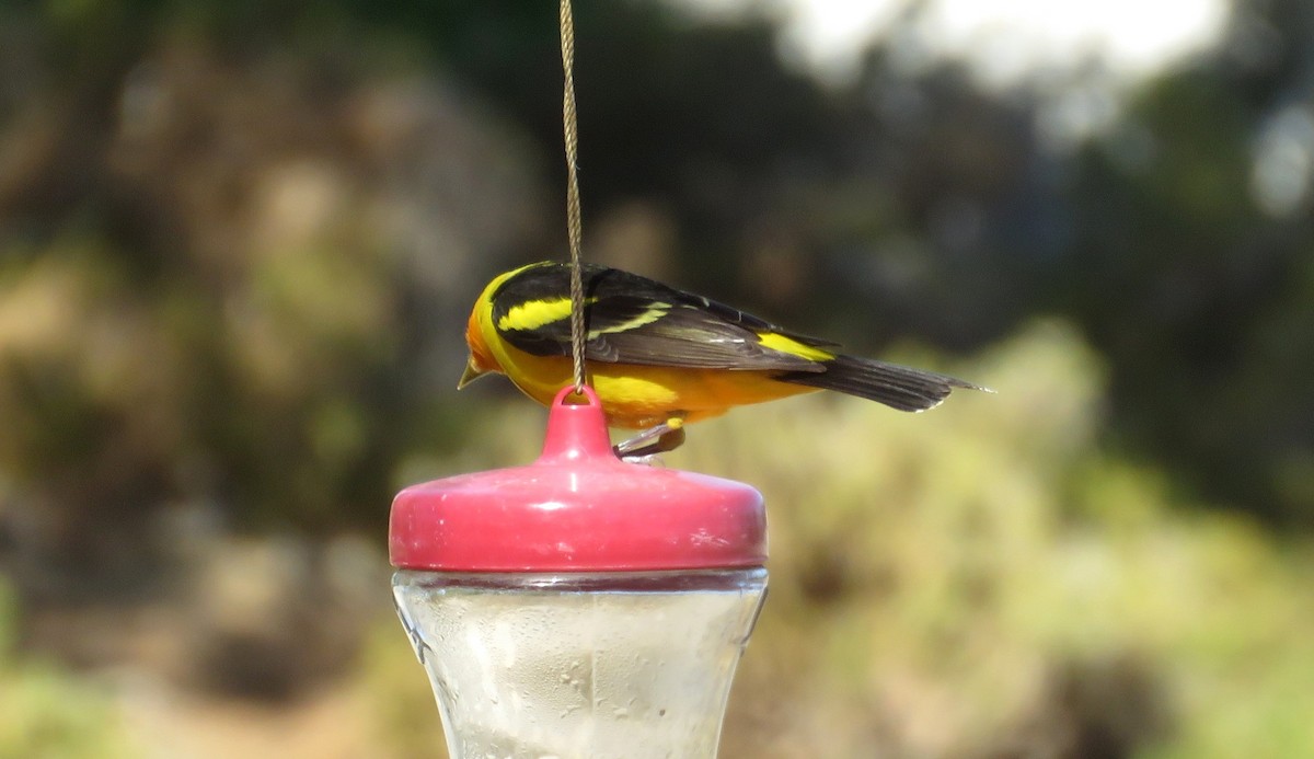 Western Tanager - Ruth Gravance
