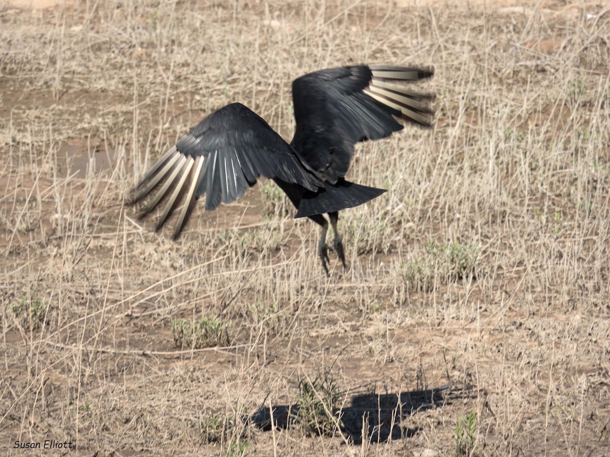 Black Vulture - ML96317281