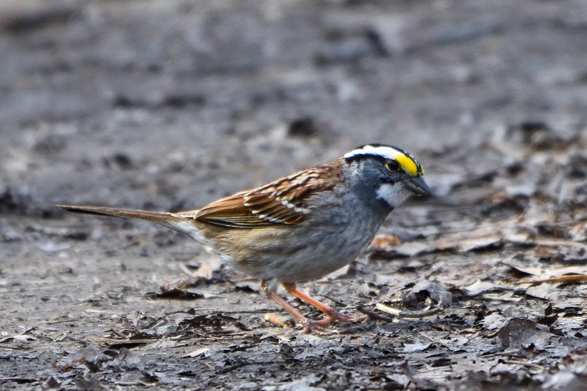 White-throated Sparrow - Richard Guillet
