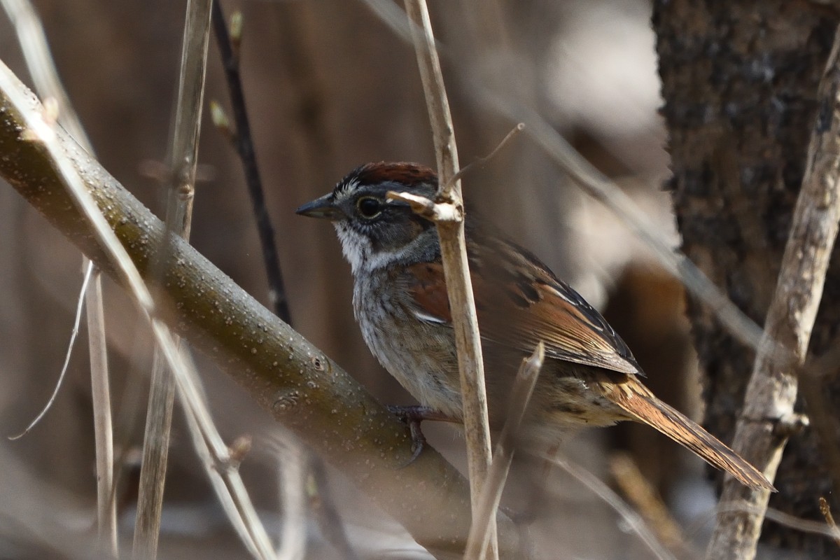 Swamp Sparrow - Richard Guillet