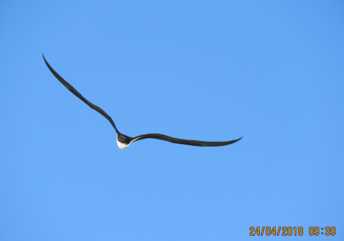 Lesser Frigatebird - Norton Gill