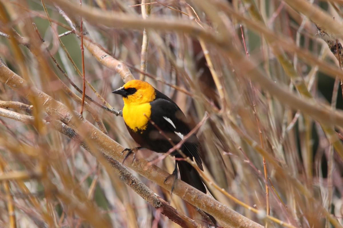 Yellow-headed Blackbird - Danny Montalvo