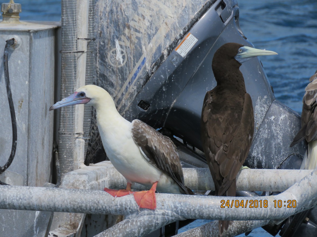 Red-footed Booby - ML96319461