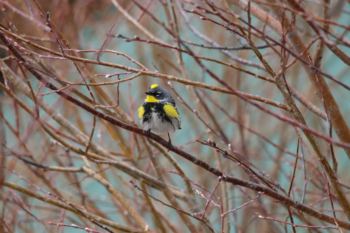 Yellow-rumped Warbler (Audubon's) - Danny Montalvo