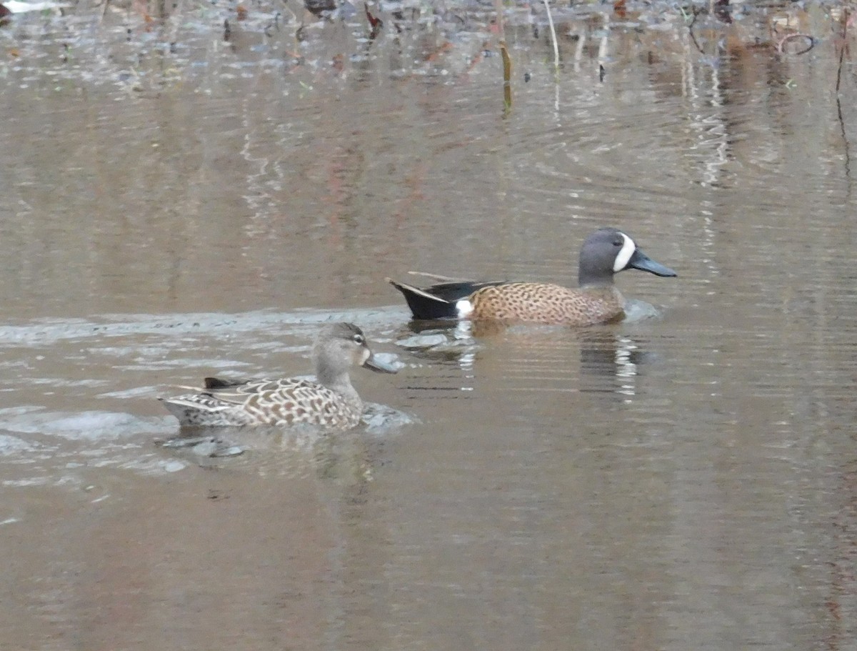 Blue-winged Teal - ML96320021