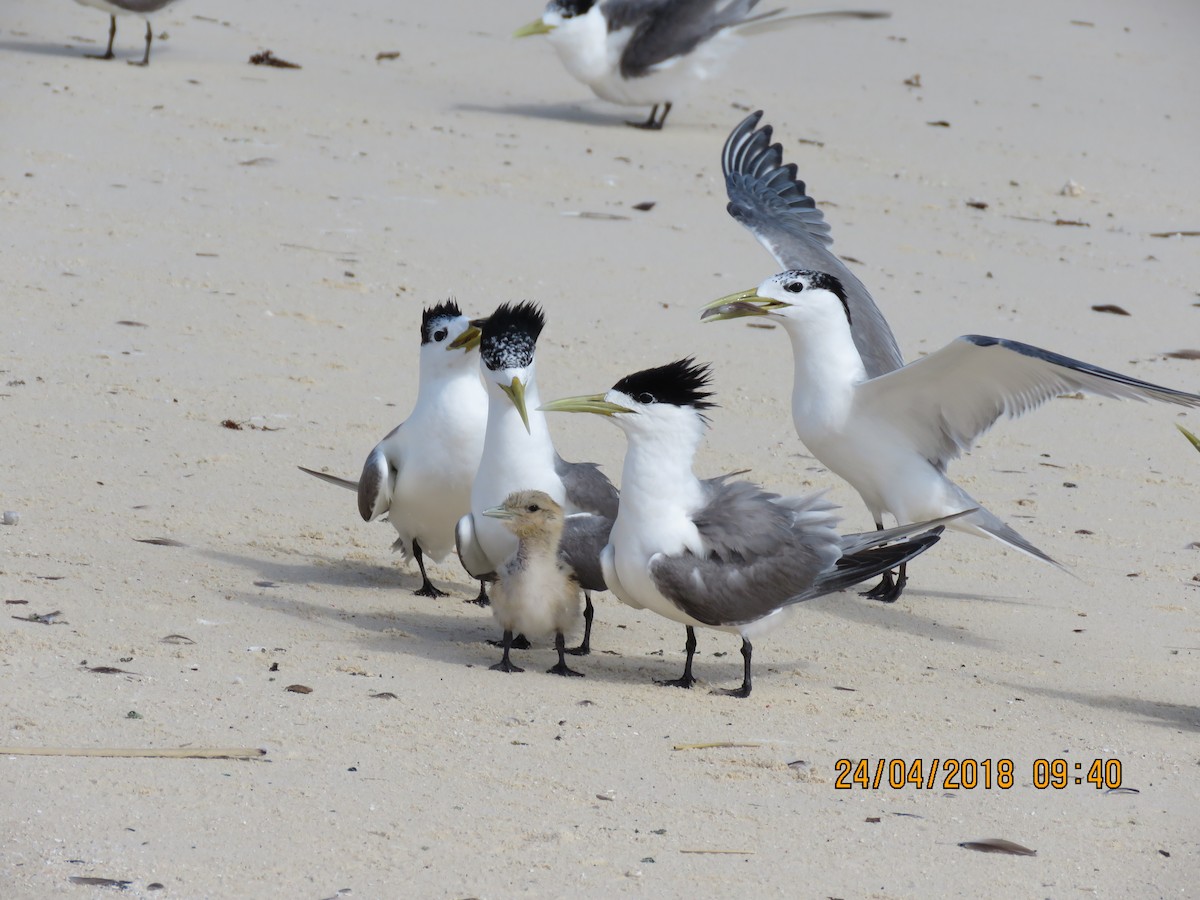 Great Crested Tern - ML96320621