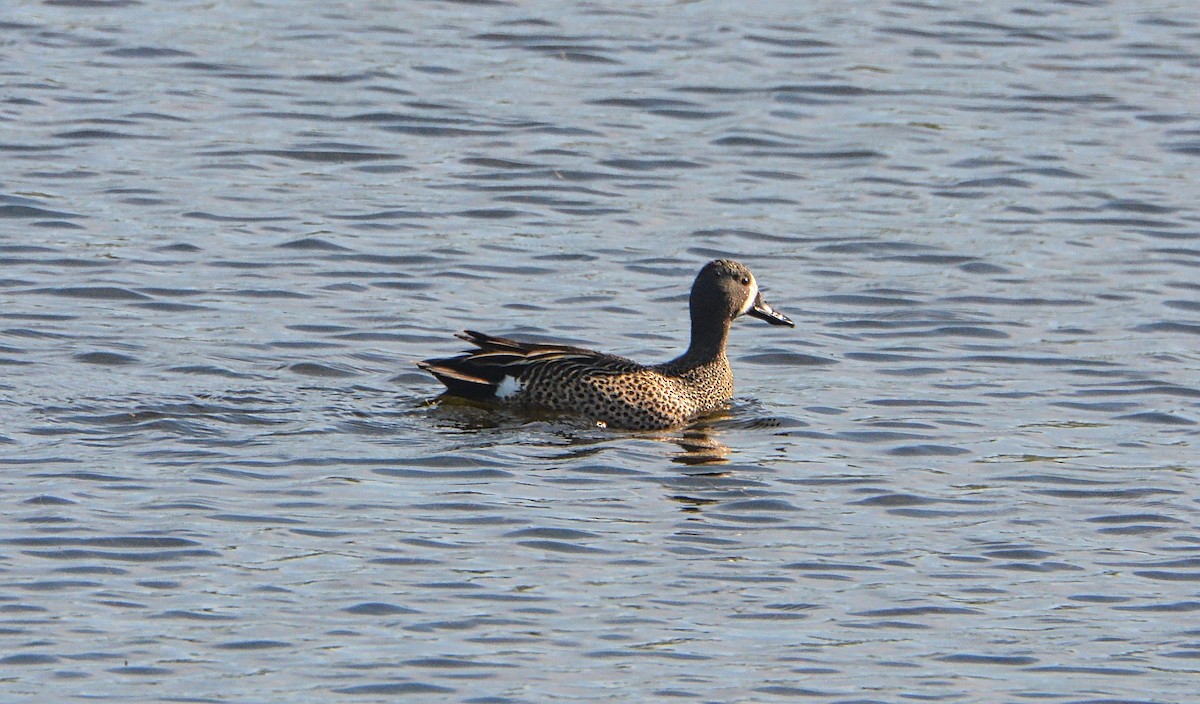 Blue-winged Teal - ML96323401