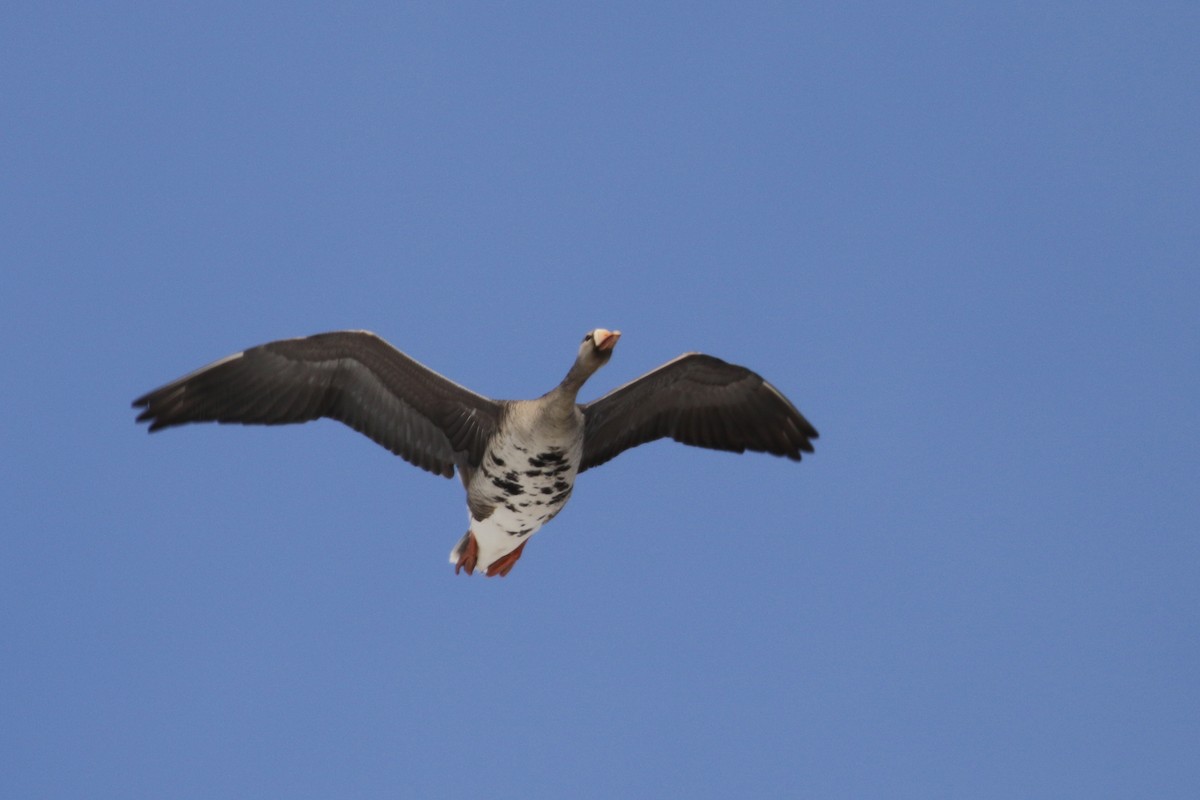 Greater White-fronted Goose - Cameron Eckert