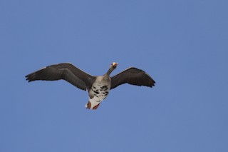 Greater White-fronted Goose, ML96324641