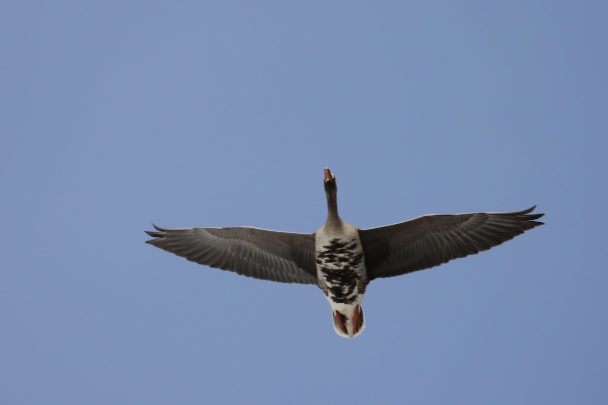 Greater White-fronted Goose - ML96324651