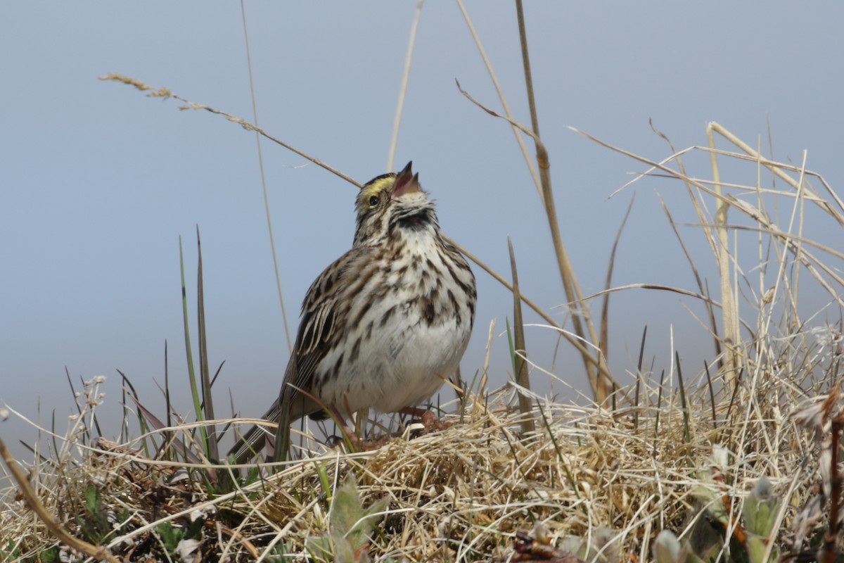 Savannah Sparrow - ML96324731