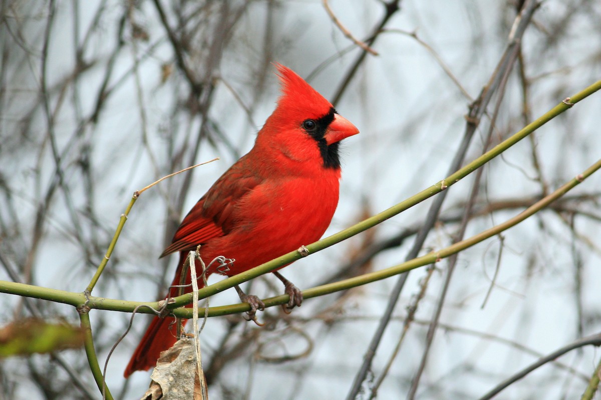 Northern Cardinal - Timothy P. Jones