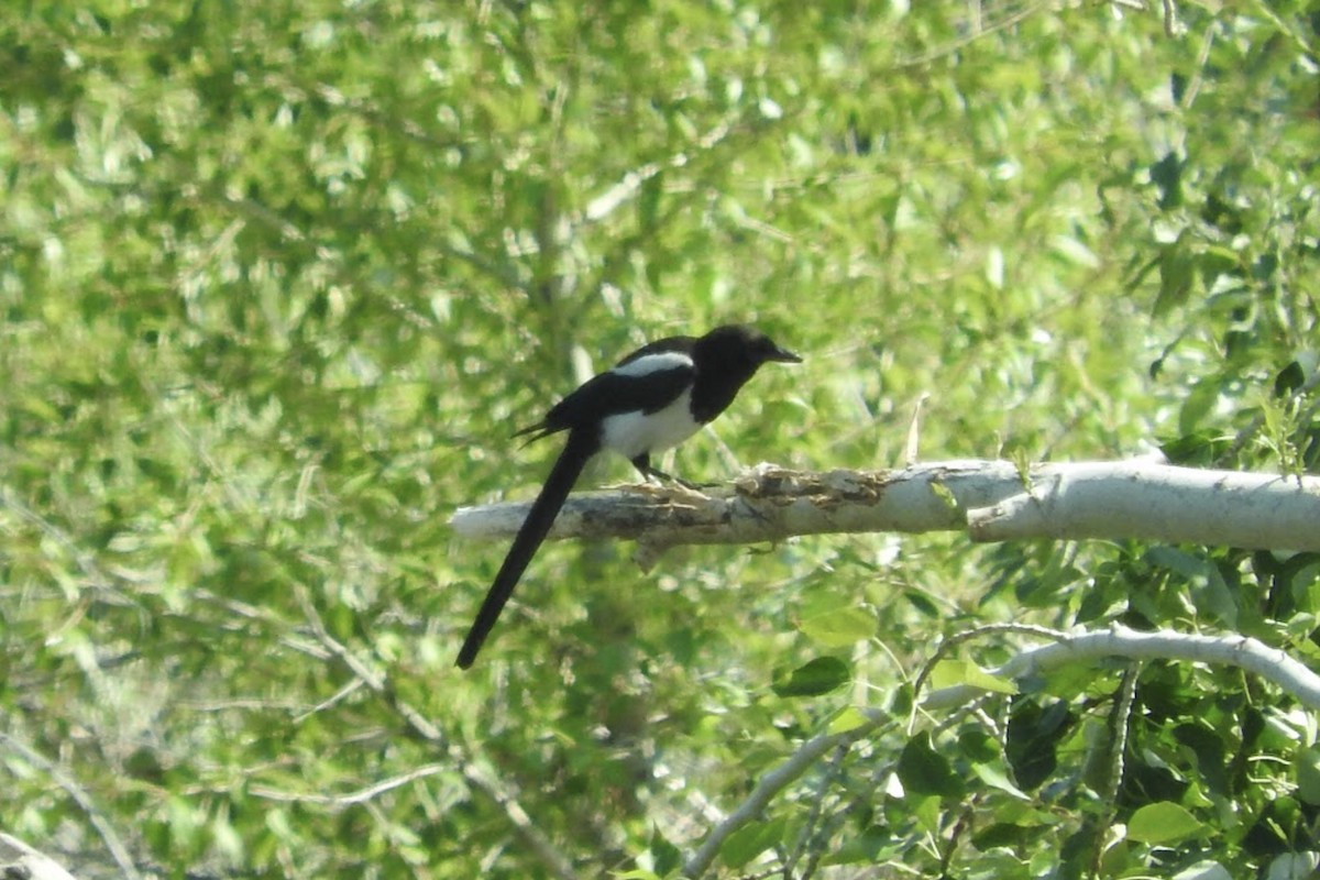 Black-billed Magpie - HyeSook Leechor