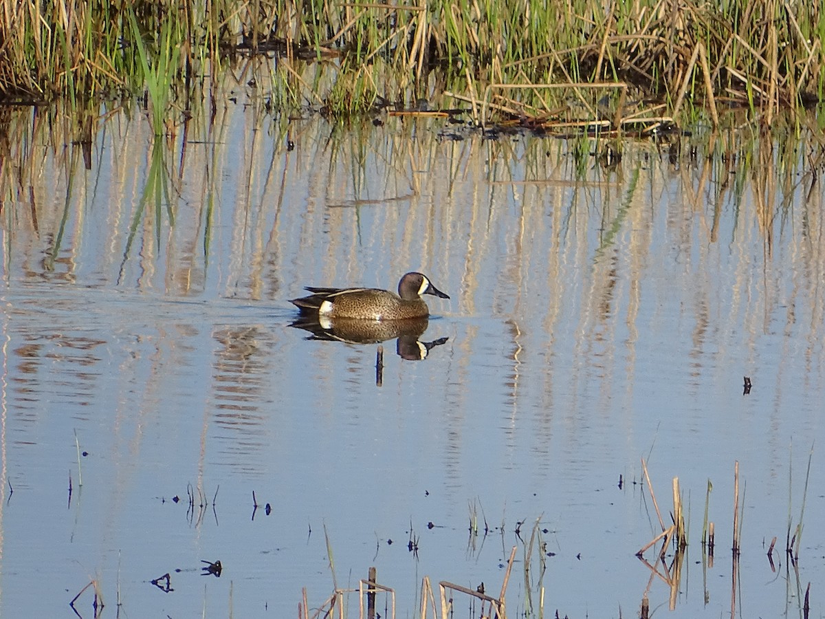 Blue-winged Teal - ML96328251