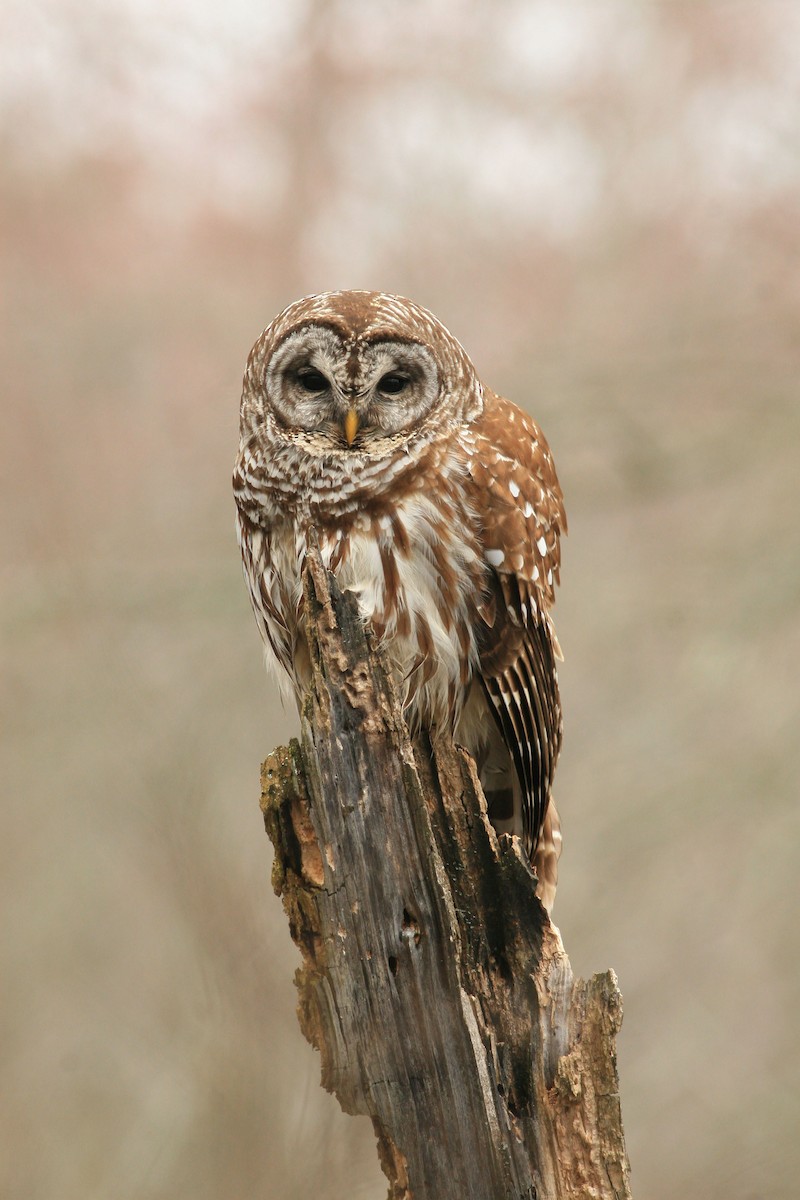 Barred Owl - Timothy P. Jones