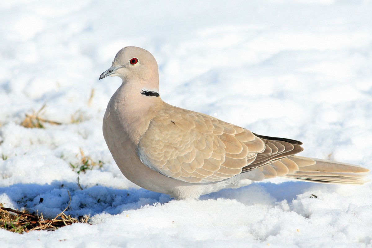 Eurasian Collared-Dove - Timothy P. Jones