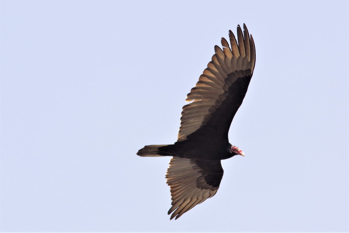 Turkey Vulture - ML96332381