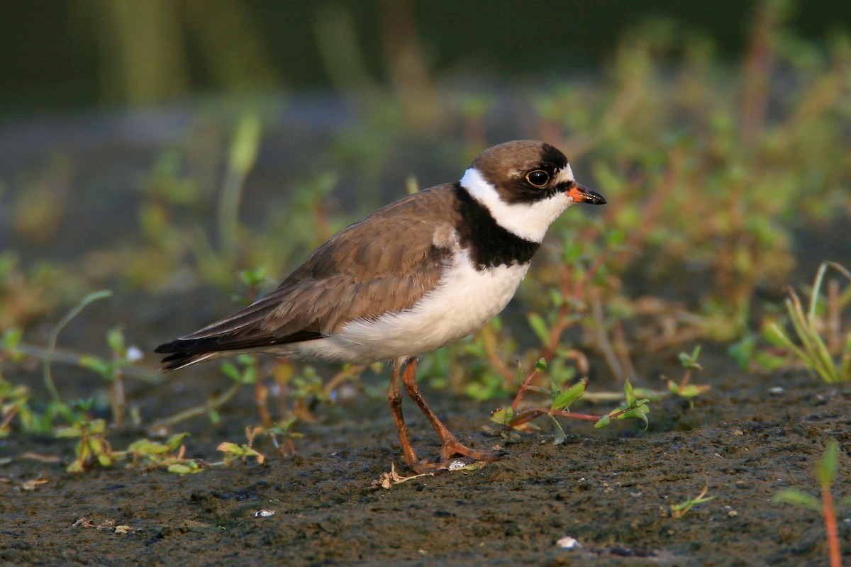 Semipalmated Plover - ML96334781