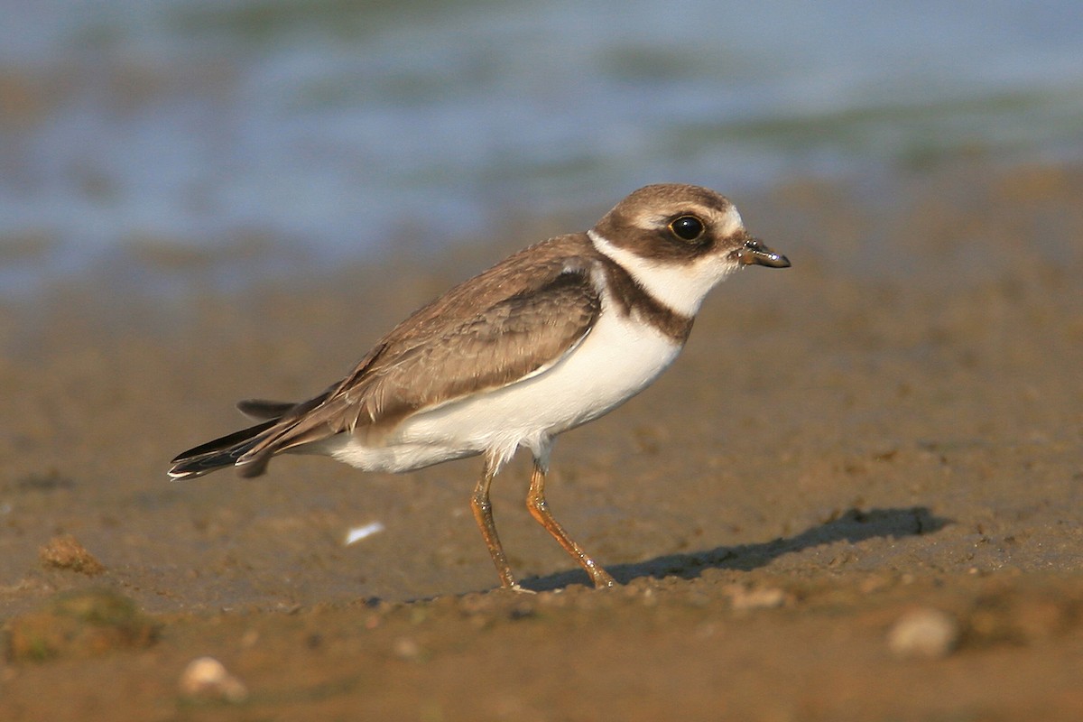 Semipalmated Plover - ML96340111