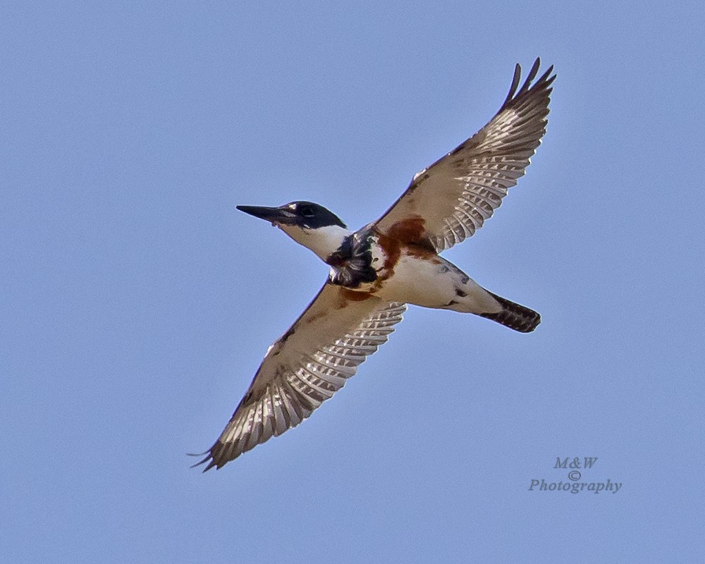 Belted Kingfisher - Wade & Melissa Rowley