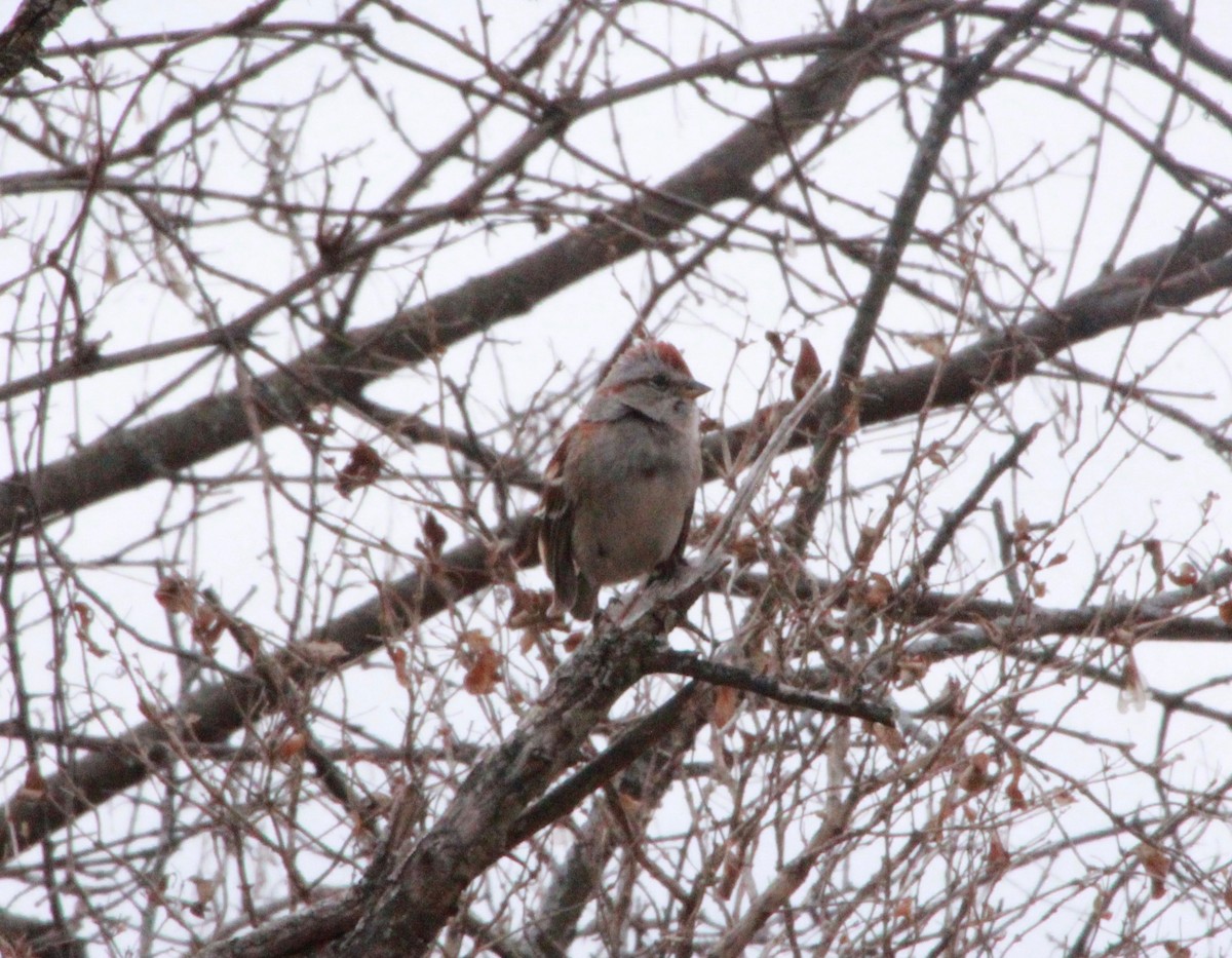 American Tree Sparrow - Mathew Zappa