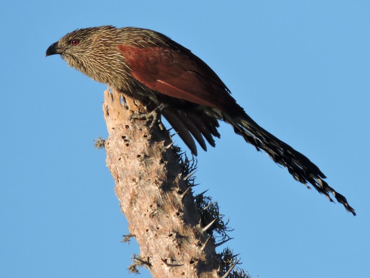 Malagasy Coucal - Douglas Powless