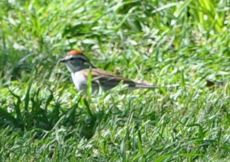 Chipping Sparrow - ML96345191