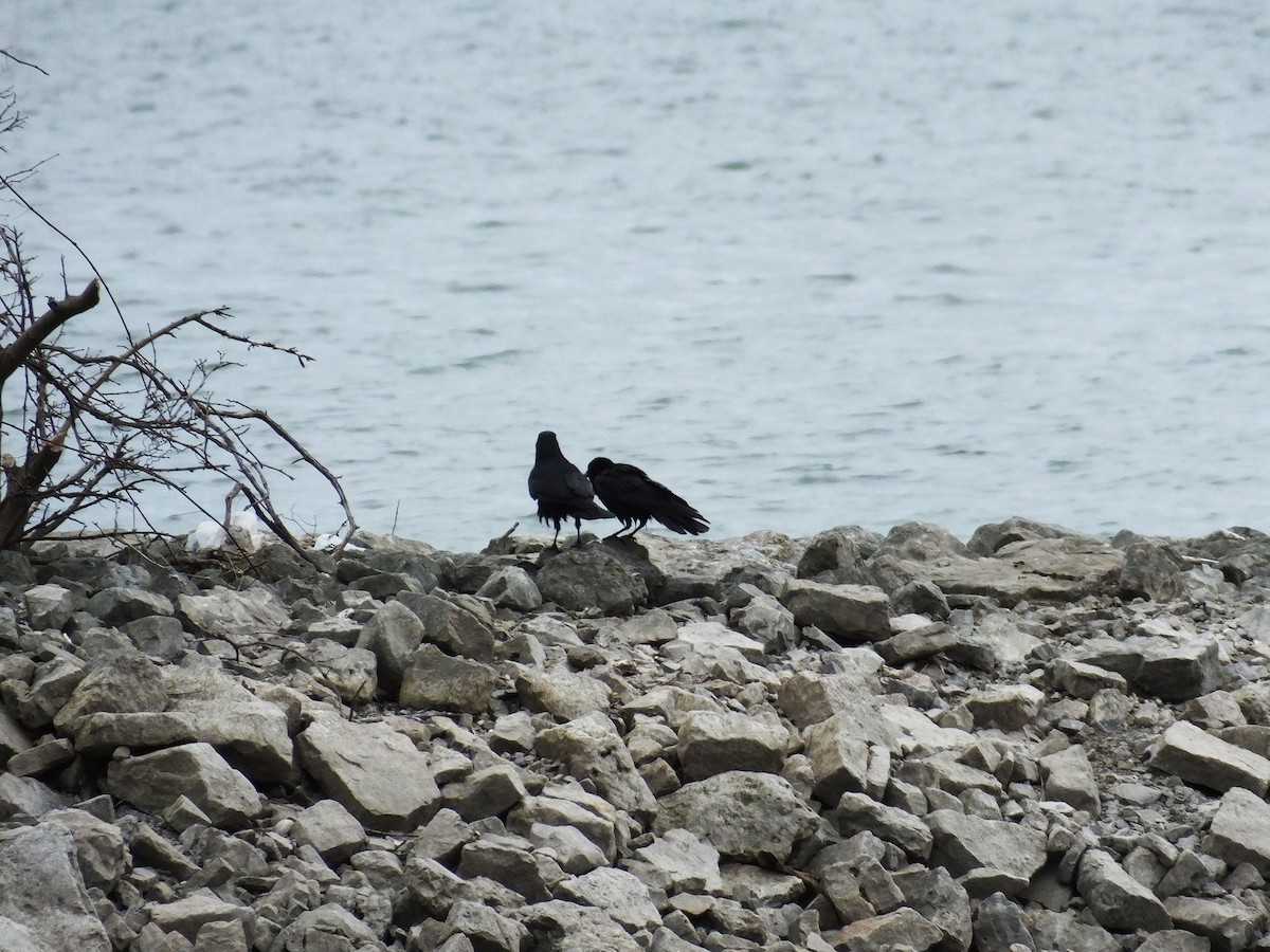 Fish Crow - Mourad Jabra